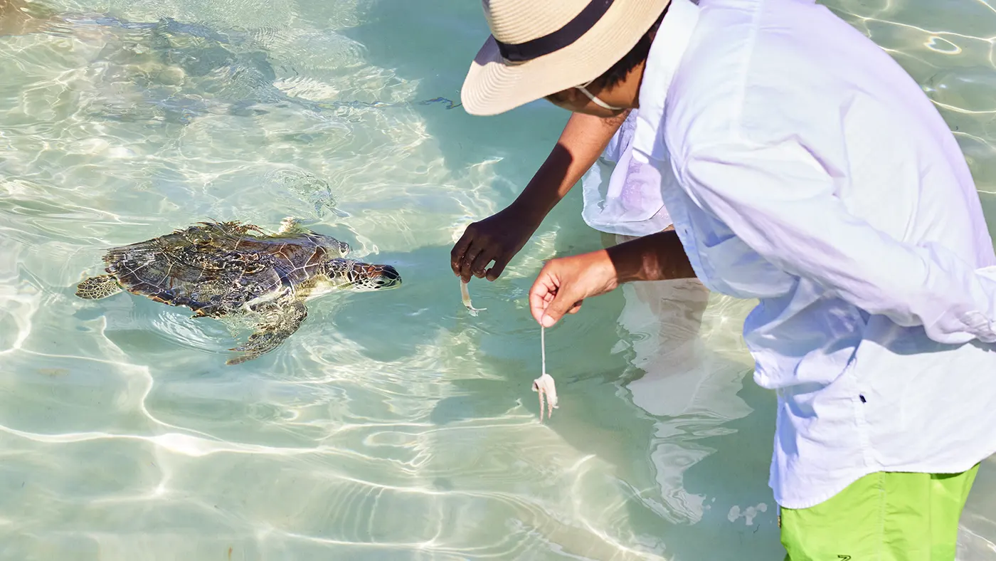 Feeding turtles near Harbour Island, Eleuthera