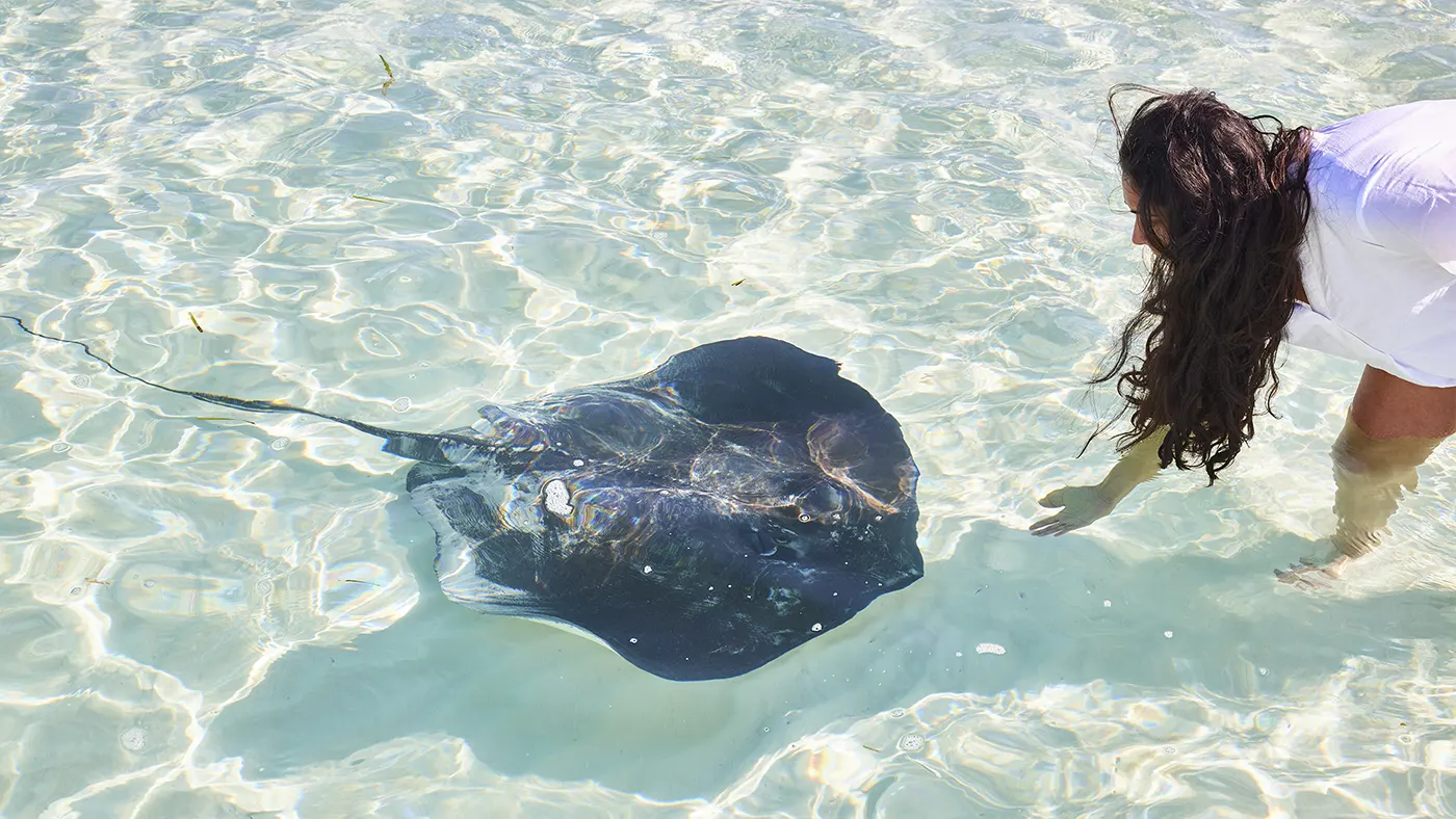 Visiting stingrays on a sand bar while staying at The Potlatch Club Eleuthera