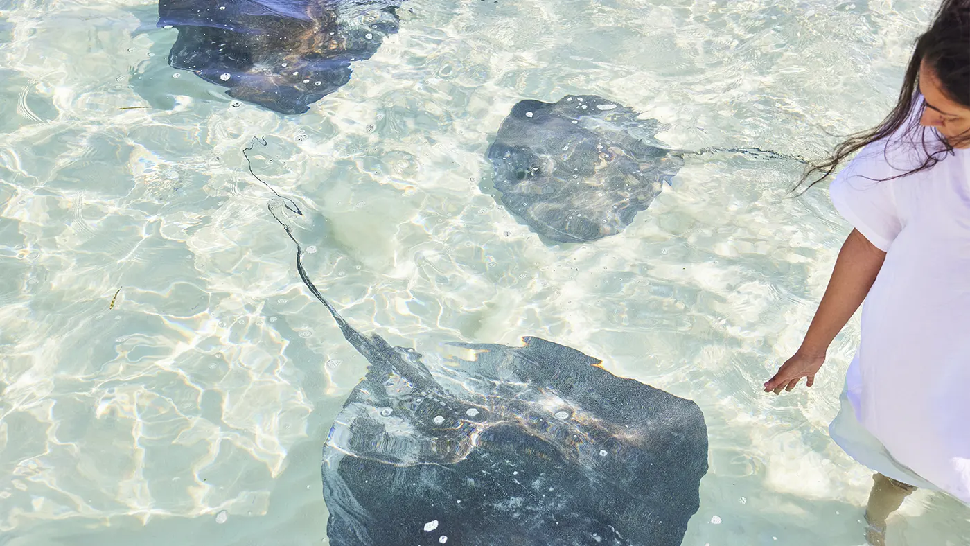 Paddling with stingrays while staying at The Potlatch Club Eleuthera