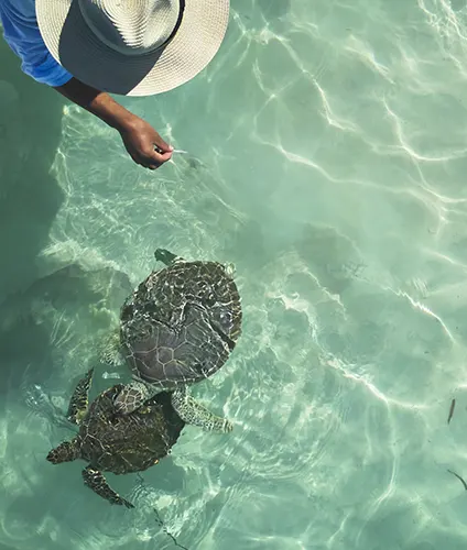 Feeding turtles near Harbour Island while staying at The Potlatch Club, Eleuthera
