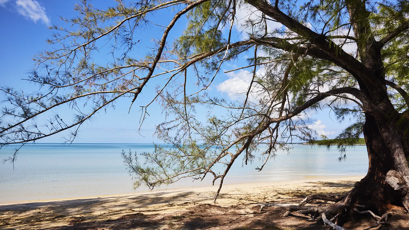 Cassuarina trees line Ten Bay Beach near Governor's Harbour, Eleuthera