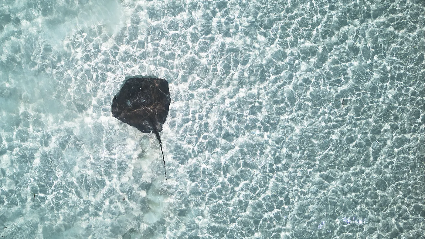 Sole stingray viewed while staying at The Potlatch Club Eleuthera