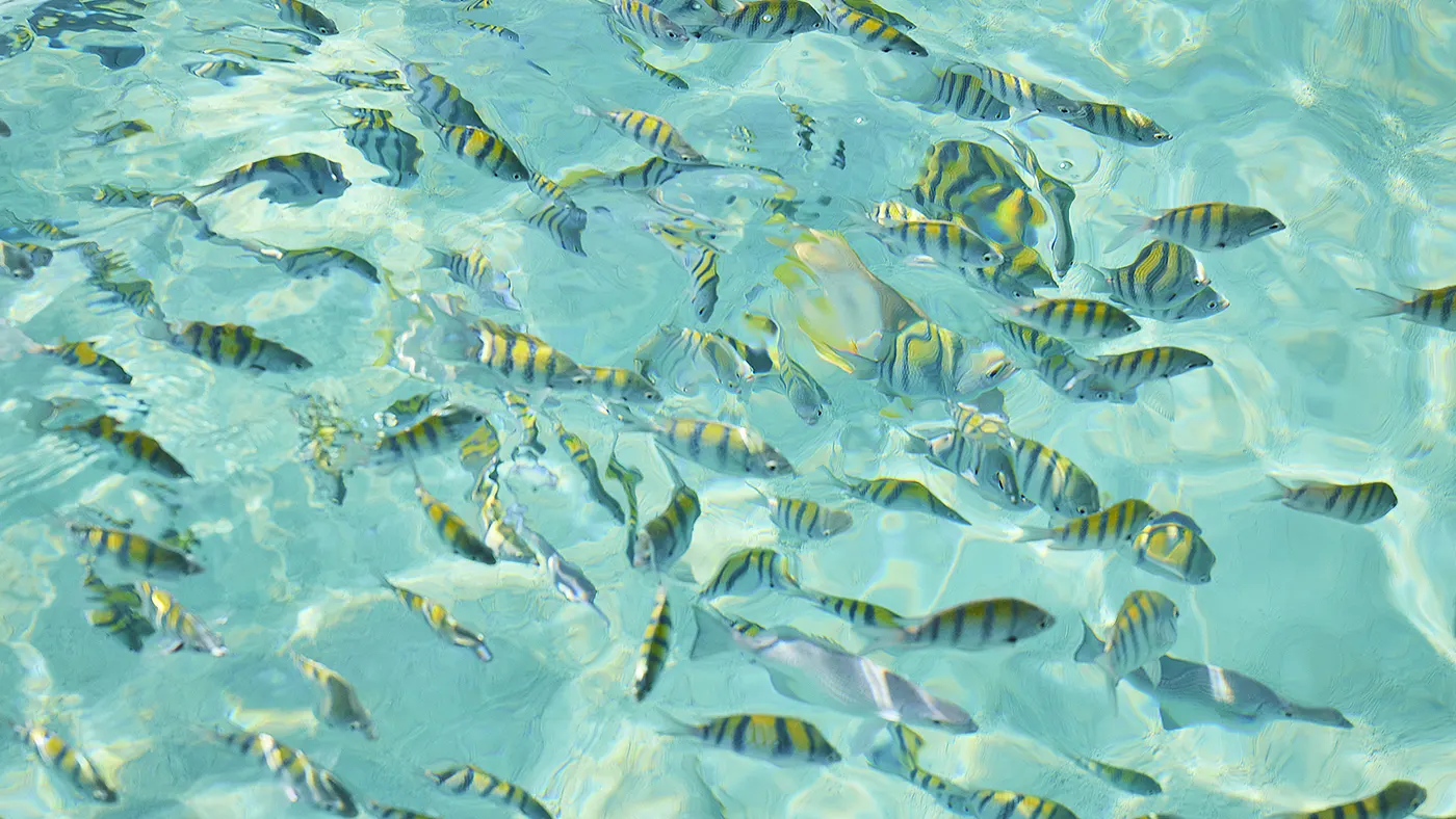 Snorkel with angel fish near Harbour Island, Eleuthera