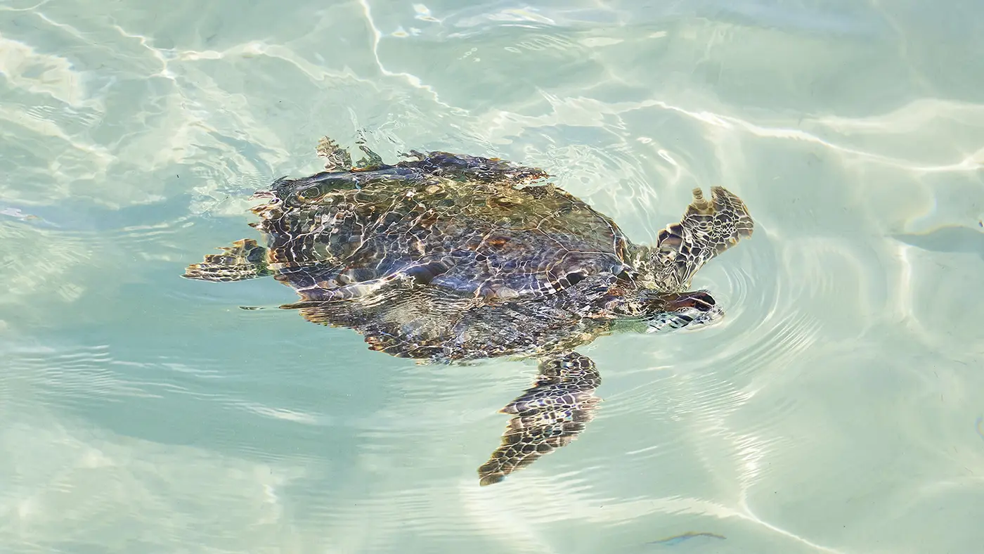 Swimming with turtles near Harbour Island, Eleuthera