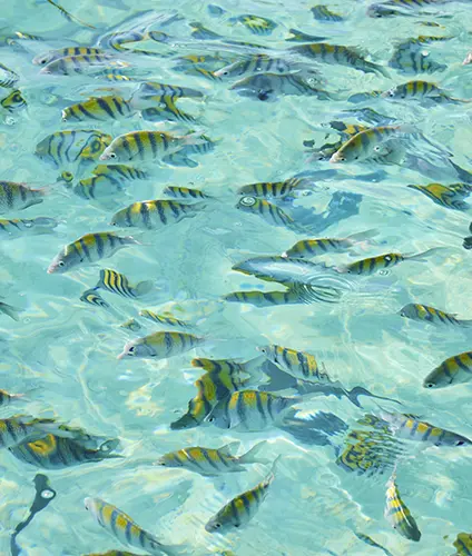 Angel fish near Harbour Island, Eleuthera