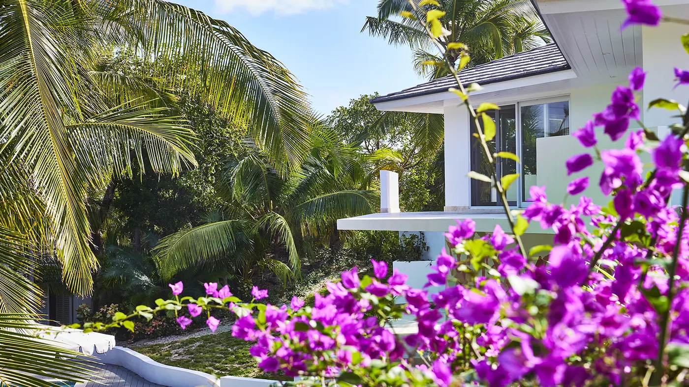 Bougainvillea near Firthermore Cottage at The Potlatch Club, Eleuthera